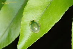 Hemipyxis semiviridis