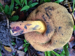 Cyanoboletus cyaneitinctus