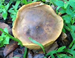 Cyanoboletus cyaneitinctus