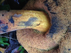 Cyanoboletus cyaneitinctus