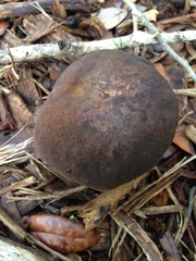 Cyanoboletus cyaneitinctus