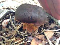 Cyanoboletus cyaneitinctus