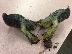 Cyanoboletus cyaneitinctus