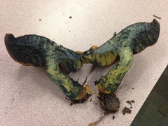 Cyanoboletus cyaneitinctus