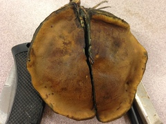 Cyanoboletus cyaneitinctus