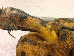 Cyanoboletus cyaneitinctus