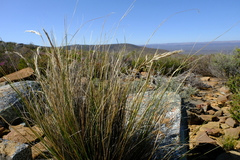 Pentameris eriostoma