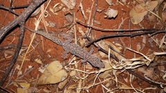 Gehyra purpurascens