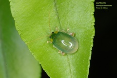 Hemipyxis semiviridis