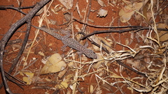 Gehyra purpurascens