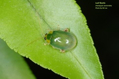 Hemipyxis semiviridis