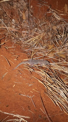 Gehyra purpurascens