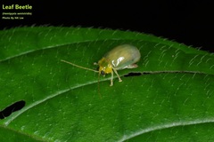 Hemipyxis semiviridis