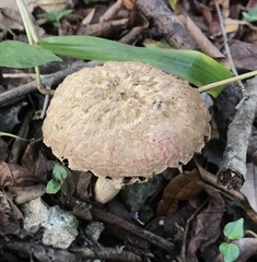 Boletellus ananas image