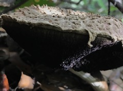 Boletellus ananas image