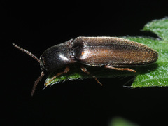 Agriotes acuminatus