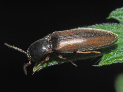 Agriotes acuminatus