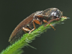 Agriotes acuminatus