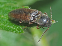 Agriotes acuminatus