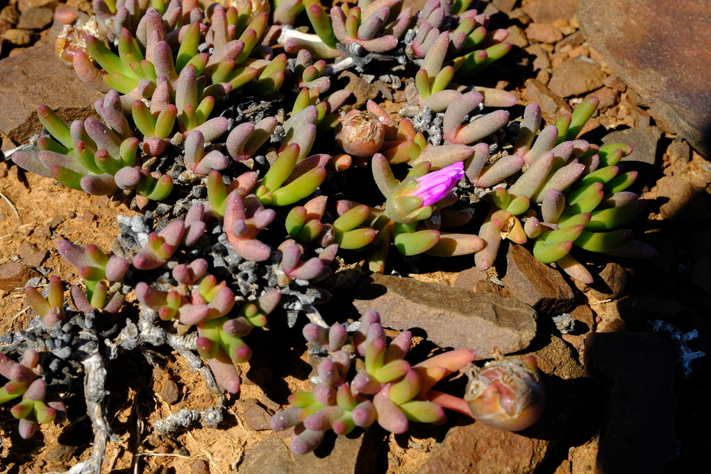 Sickle Starfig