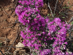 Ruschia cradockensis