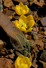 Ornithogalum rupestre