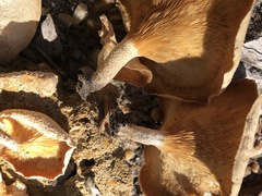 Lentinus squarrosulus