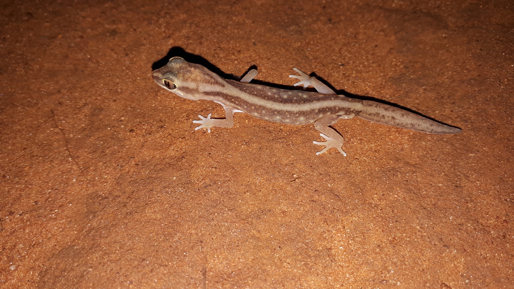 Crowned Gecko From Tanami East Nt 0852 Australia On September 28 2020