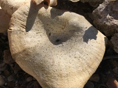 Lentinus squarrosulus