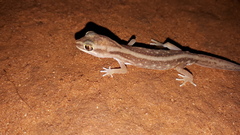 Lucasium stenodactylus