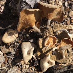 Lentinus squarrosulus