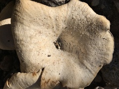 Lentinus squarrosulus