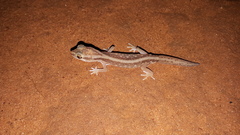 Lucasium stenodactylus
