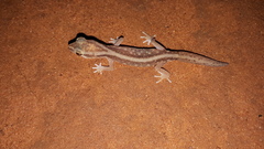 Lucasium stenodactylus