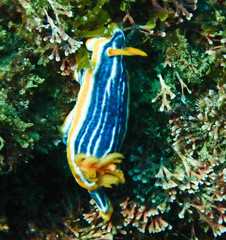 Chromodoris magnifica