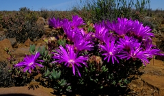 Lampranthus haworthii