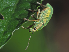 Polydrusus formosus