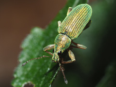 Polydrusus formosus