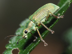 Polydrusus formosus
