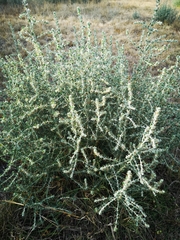 Sclerolaena birchii