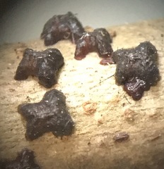 Paratachardina pseudolobata