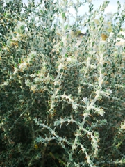Sclerolaena birchii