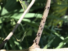 Paratachardina pseudolobata