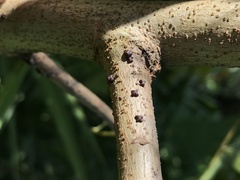 Paratachardina pseudolobata