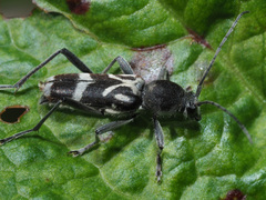 Chlorophorus figuratus