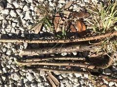 Paratachardina pseudolobata