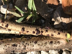 Paratachardina pseudolobata