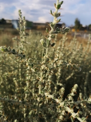 Sclerolaena birchii