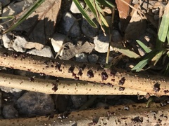 Paratachardina pseudolobata