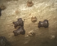 Paratachardina pseudolobata